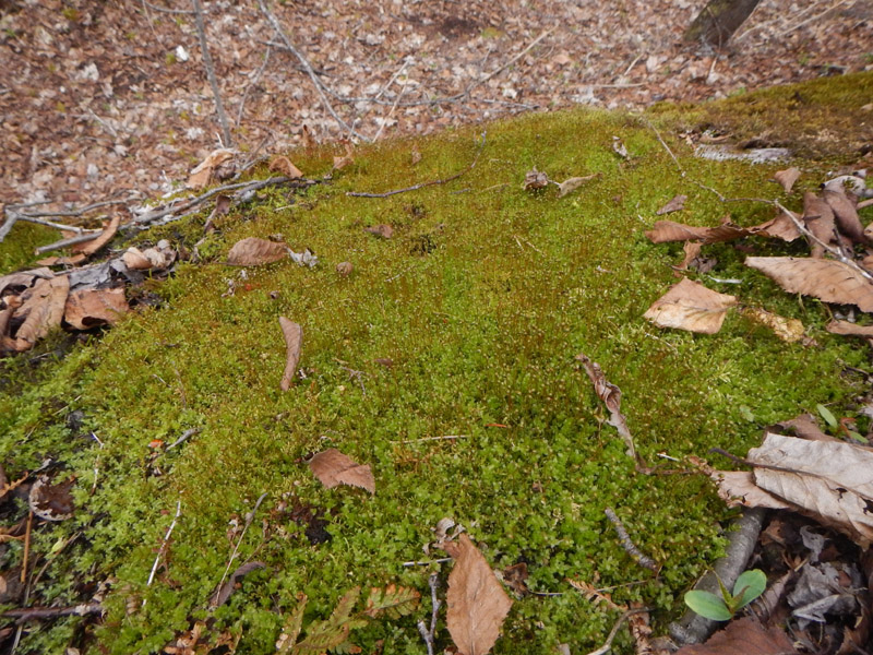 Plagiomnium cuspidatum